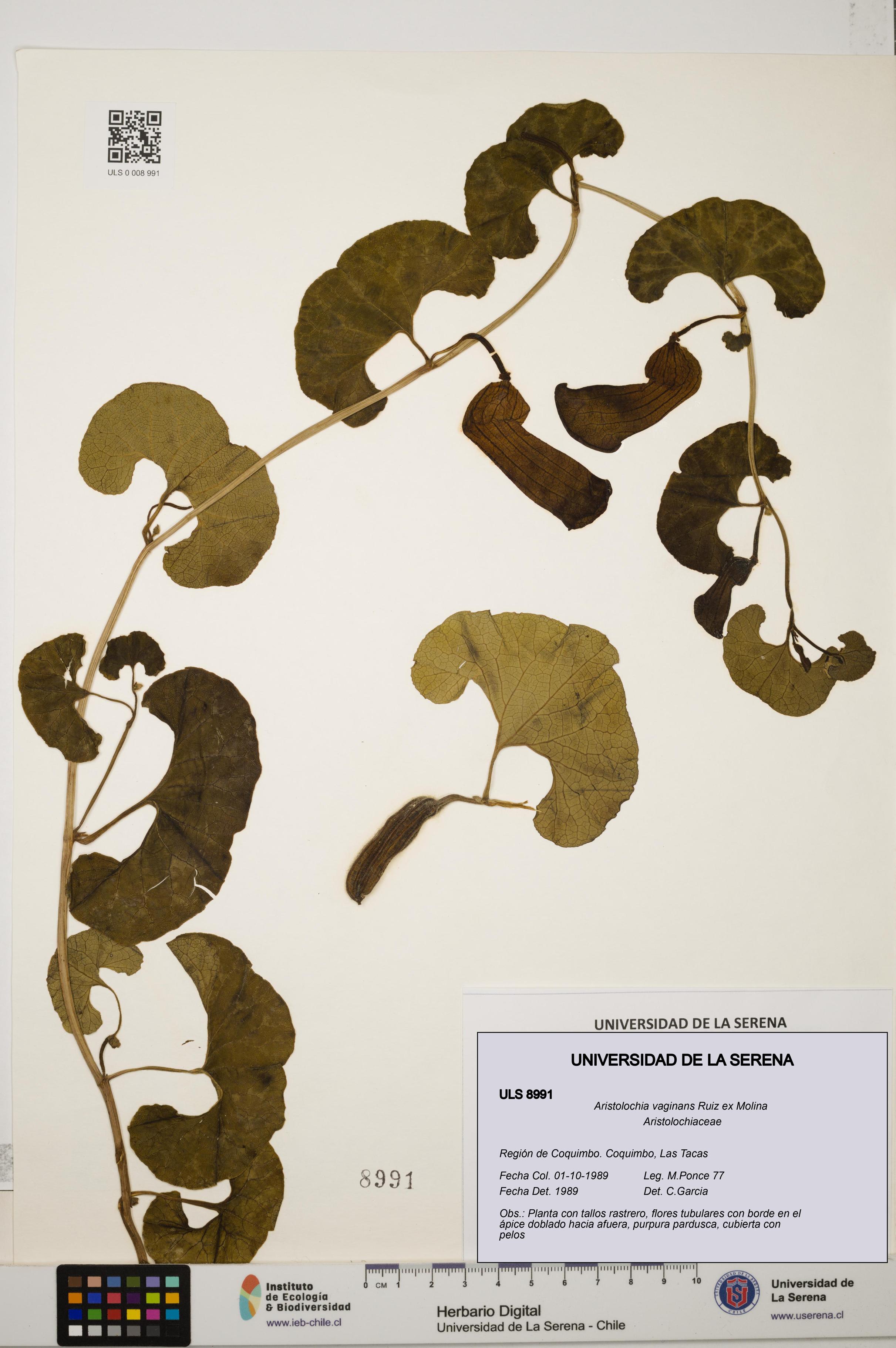 Aristolochia vaginans [Espécimen: ]
