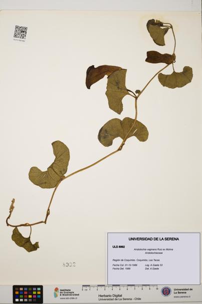 Aristolochia vaginans [Espécimen: ]