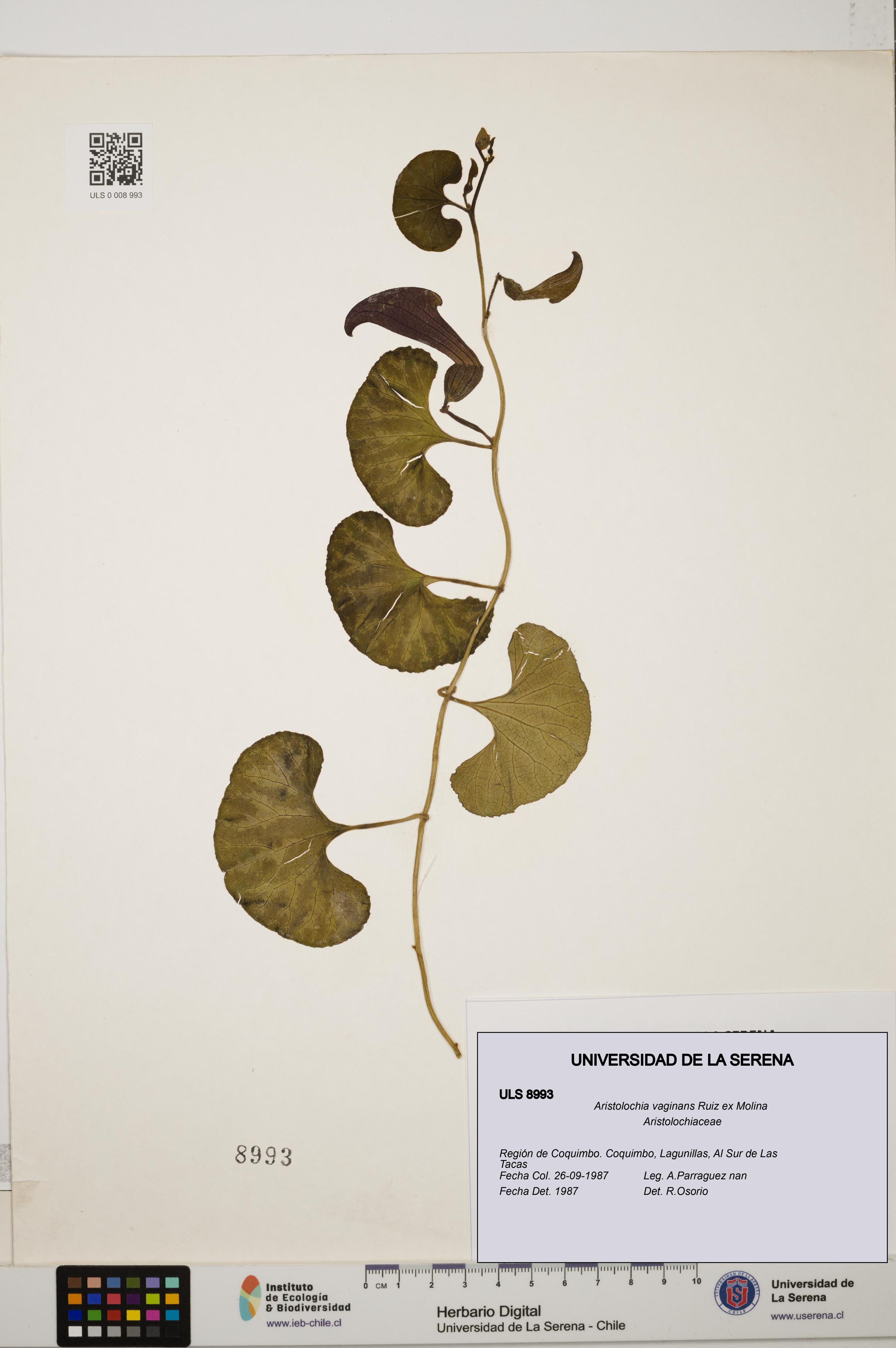 Aristolochia vaginans [Espécimen: ]