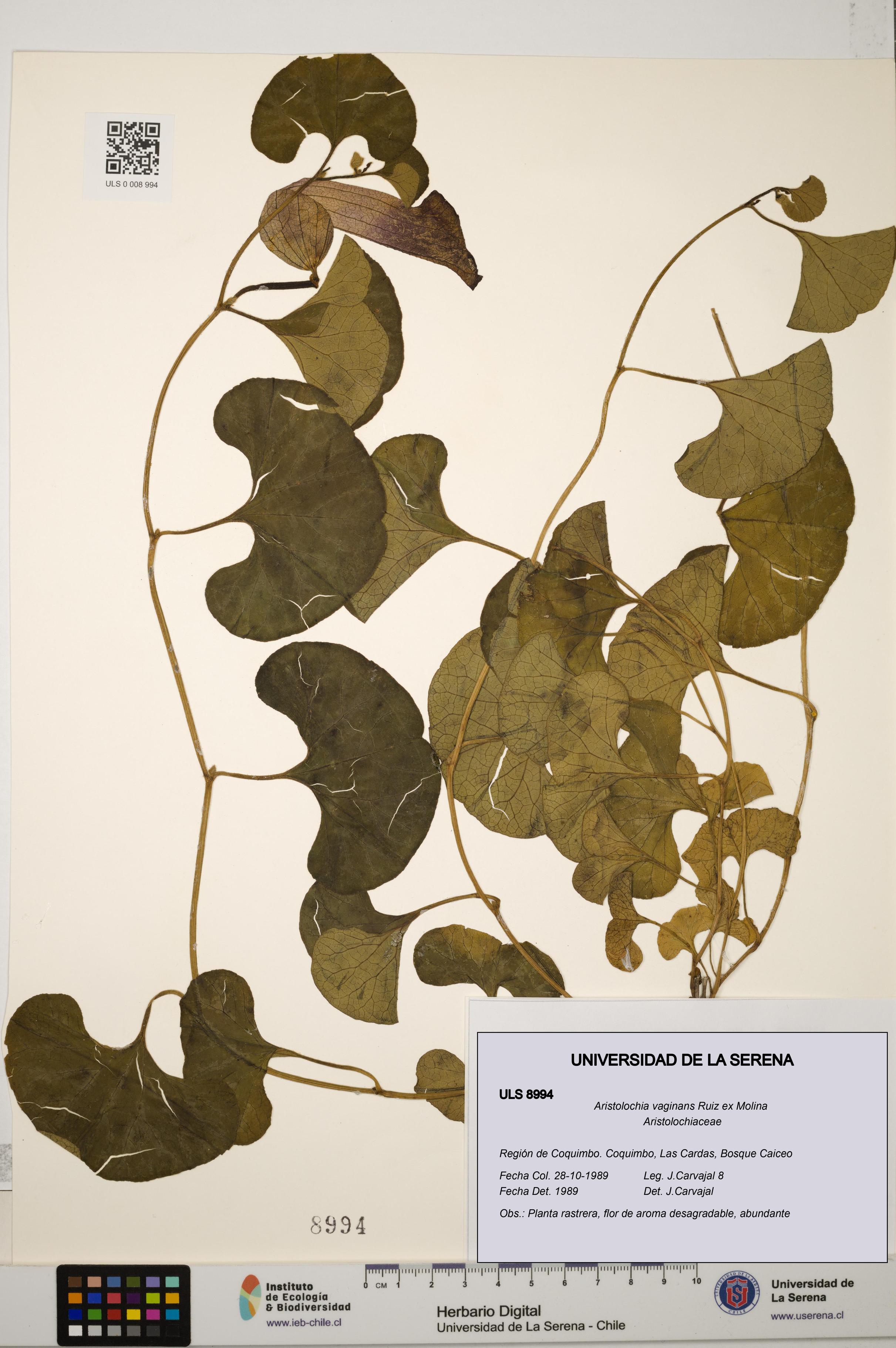 Aristolochia vaginans [Espécimen: ]