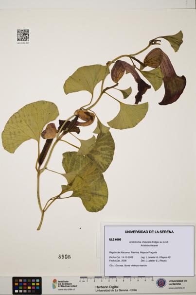 Aristolochia chilensis [Espécimen: ULS:ULS:0008995]