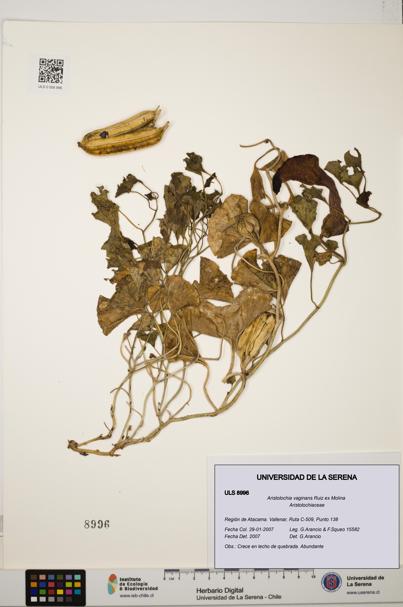 Aristolochia vaginans [Espécimen: ]