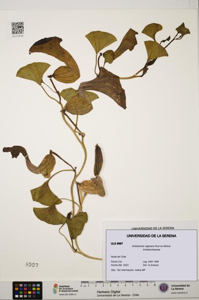 Aristolochia vaginans [Espécimen: ]