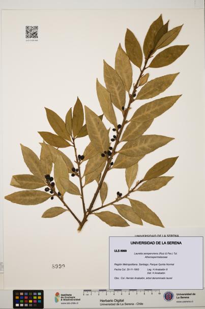 Laurelia sempervirens [Espécimen: ULS:ULS:0008999]