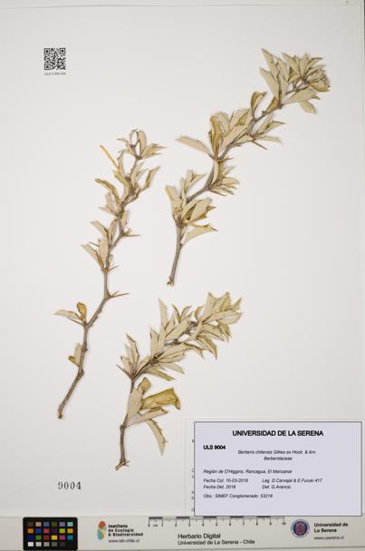 Berberis chilensis [Espécimen: ULS:ULS:0009004]