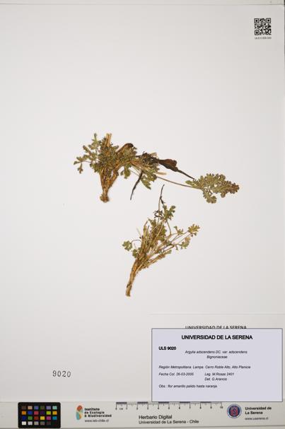 Argylia adscendens [Espécimen: ULS:ULS:0009020]