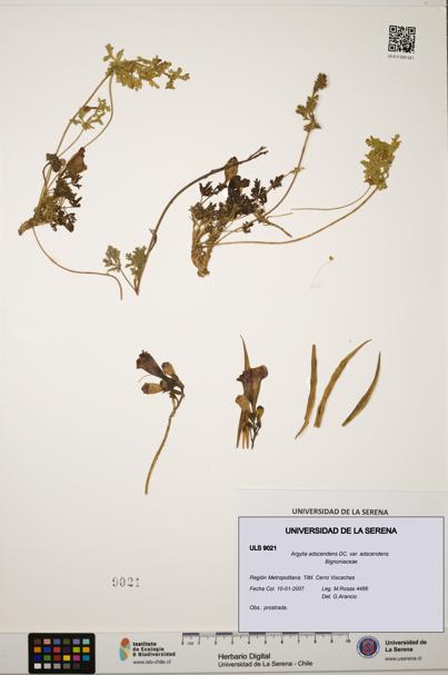 Argylia adscendens [Espécimen: ULS:ULS:0009021]
