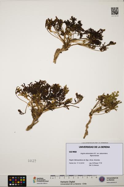 Argylia adscendens [Espécimen: ULS:ULS:0009022]