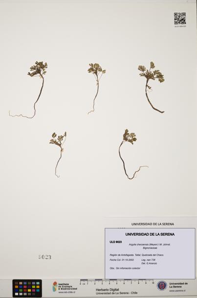 Argylia checoensis [Espécimen: ULS:ULS:0009023]