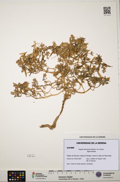 Argylia checoensis [Espécimen: ULS:ULS:0009025]