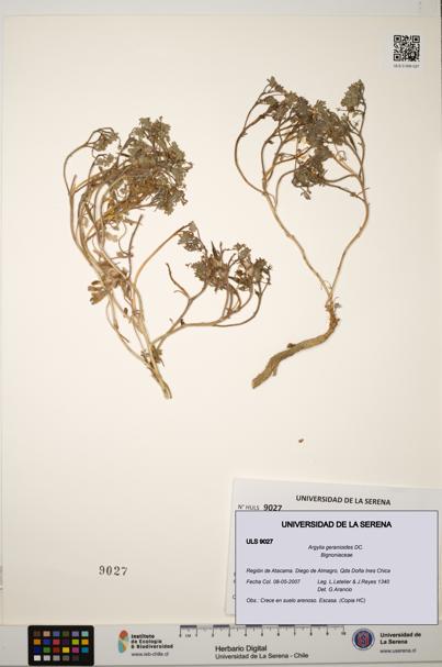 Argylia geranioides [Espécimen: ULS:ULS:0009027]