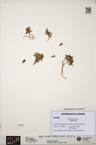 Argylia glutinosa [Espécimen: ULS:ULS:0009029]