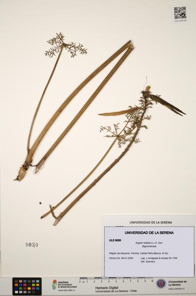 Argylia radiata [Espécimen: ULS:ULS:0009030]