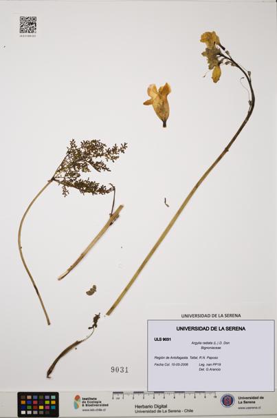 Argylia radiata [Espécimen: ULS:ULS:0009031]