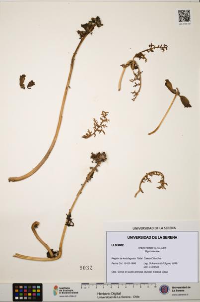 Argylia radiata [Espécimen: ULS:ULS:0009032]