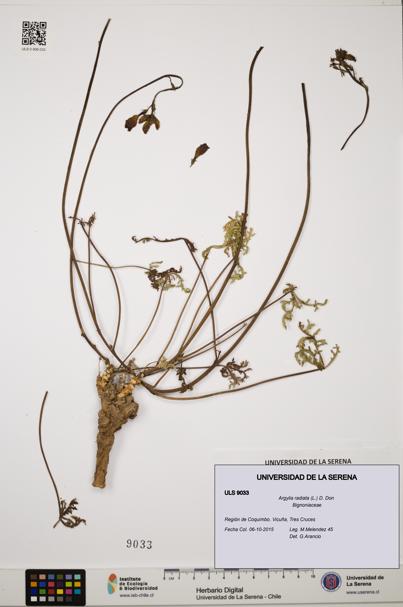 Argylia radiata [Espécimen: ULS:ULS:0009033]
