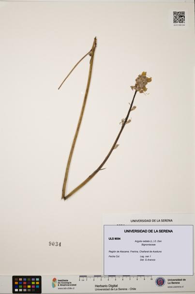 Argylia radiata [Espécimen: ULS:ULS:0009034]