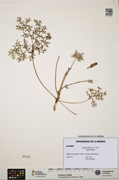 Argylia radiata [Espécimen: ULS:ULS:0009035]
