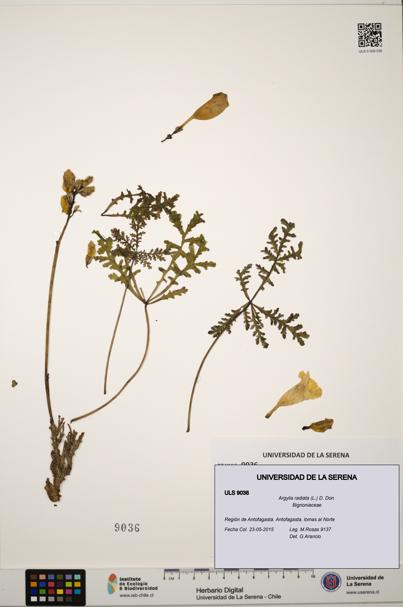 Argylia radiata [Espécimen: ULS:ULS:0009036]