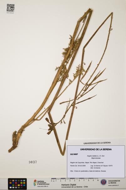 Argylia radiata [Espécimen: ULS:ULS:0009037]