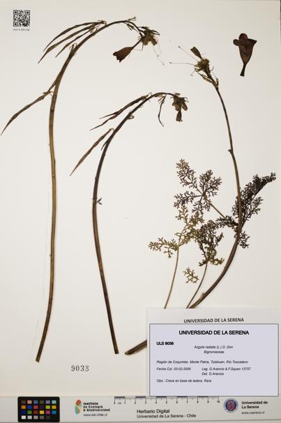 Argylia radiata [Espécimen: ULS:ULS:0009038]