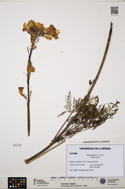 Argylia radiata [Espécimen: ULS:ULS:0009039]