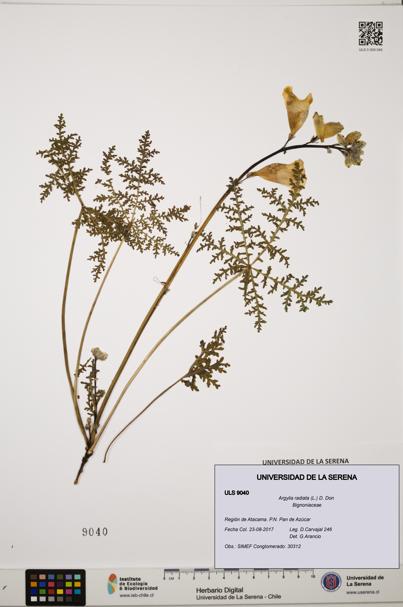 Argylia radiata [Espécimen: ULS:ULS:0009040]