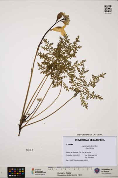 Argylia radiata [Espécimen: ULS:ULS:0009041]