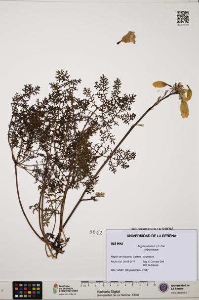 Argylia radiata [Espécimen: ULS:ULS:0009042]