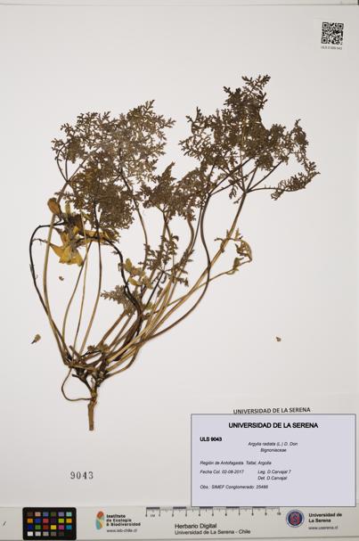 Argylia radiata [Espécimen: ULS:ULS:0009043]