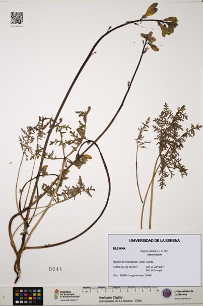 Argylia radiata [Espécimen: ULS:ULS:0009044]