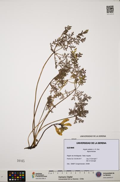 Argylia radiata [Espécimen: ULS:ULS:0009045]