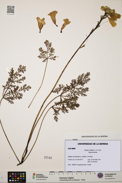 Argylia radiata [Espécimen: ULS:ULS:0009046]