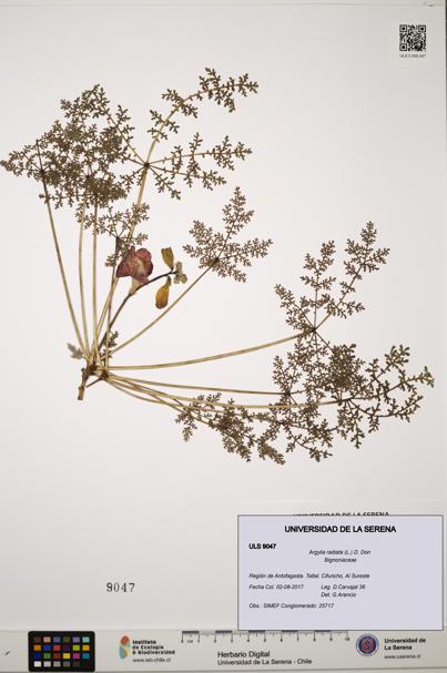 Argylia radiata [Espécimen: ULS:ULS:0009047]