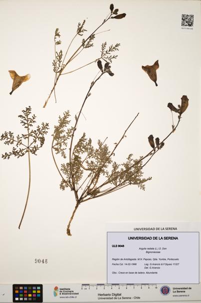 Argylia radiata [Espécimen: ULS:ULS:0009048]