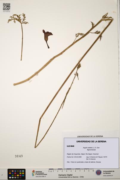 Argylia radiata [Espécimen: ULS:ULS:0009049]