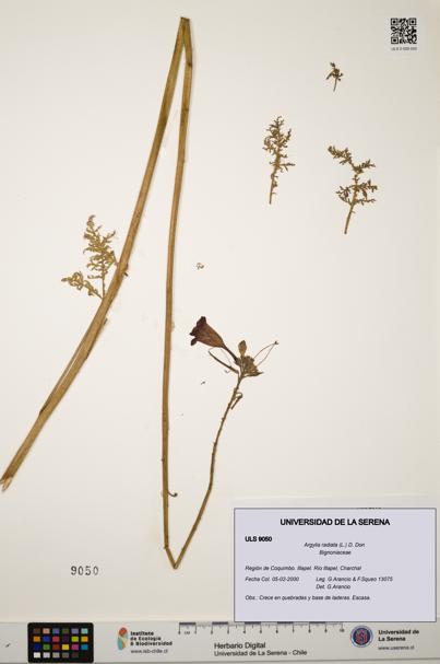 Argylia radiata [Espécimen: ULS:ULS:0009050]