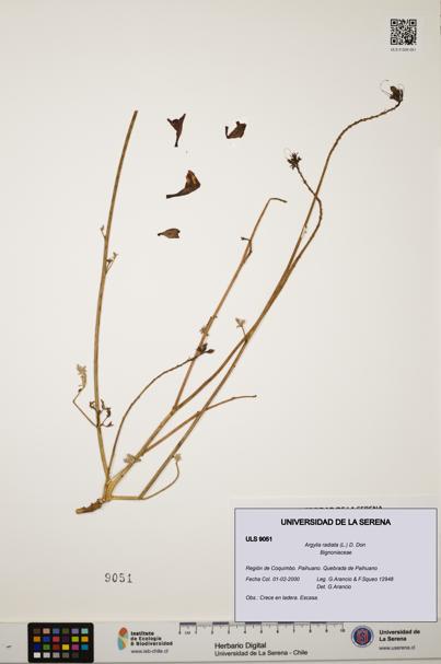 Argylia radiata [Espécimen: ULS:ULS:0009051]