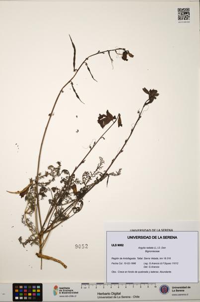 Argylia radiata [Espécimen: ULS:ULS:0009052]