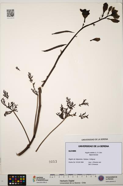 Argylia radiata [Espécimen: ULS:ULS:0009053]