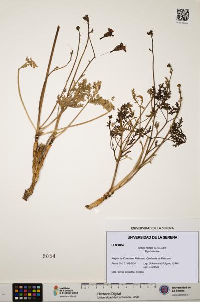 Argylia radiata [Espécimen: ULS:ULS:0009054]