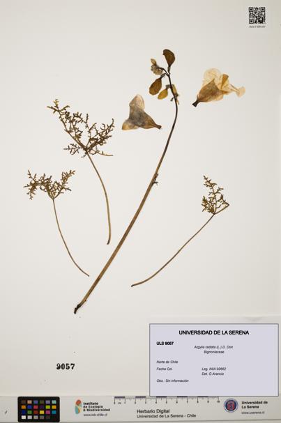 Argylia radiata [Espécimen: ULS:ULS:0009057]