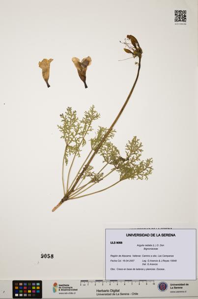 Argylia radiata [Espécimen: ULS:ULS:0009058]