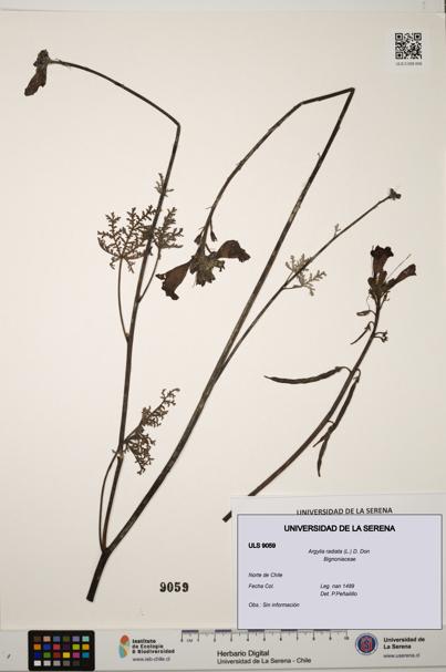 Argylia radiata [Espécimen: ULS:ULS:0009059]