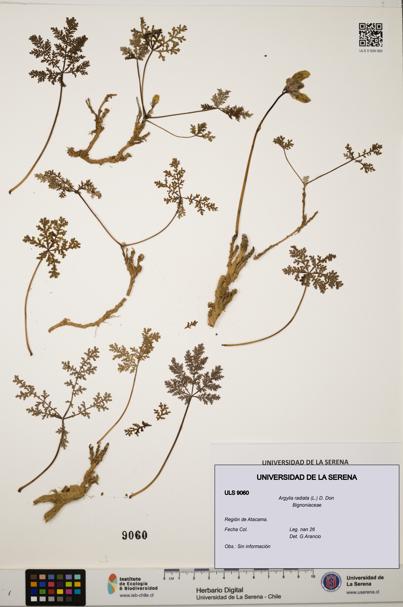 Argylia radiata [Espécimen: ULS:ULS:0009060]