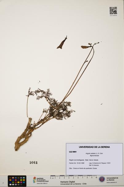 Argylia radiata [Espécimen: ULS:ULS:0009061]