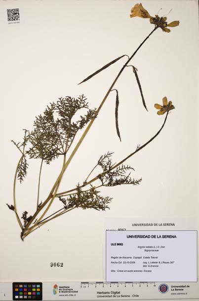 Argylia radiata [Espécimen: ULS:ULS:0009062]