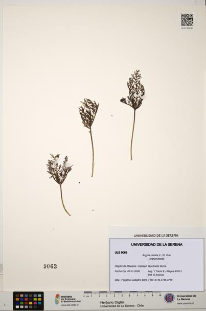 Argylia radiata [Espécimen: ULS:ULS:0009063]