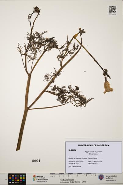Argylia radiata [Espécimen: ULS:ULS:0009064]