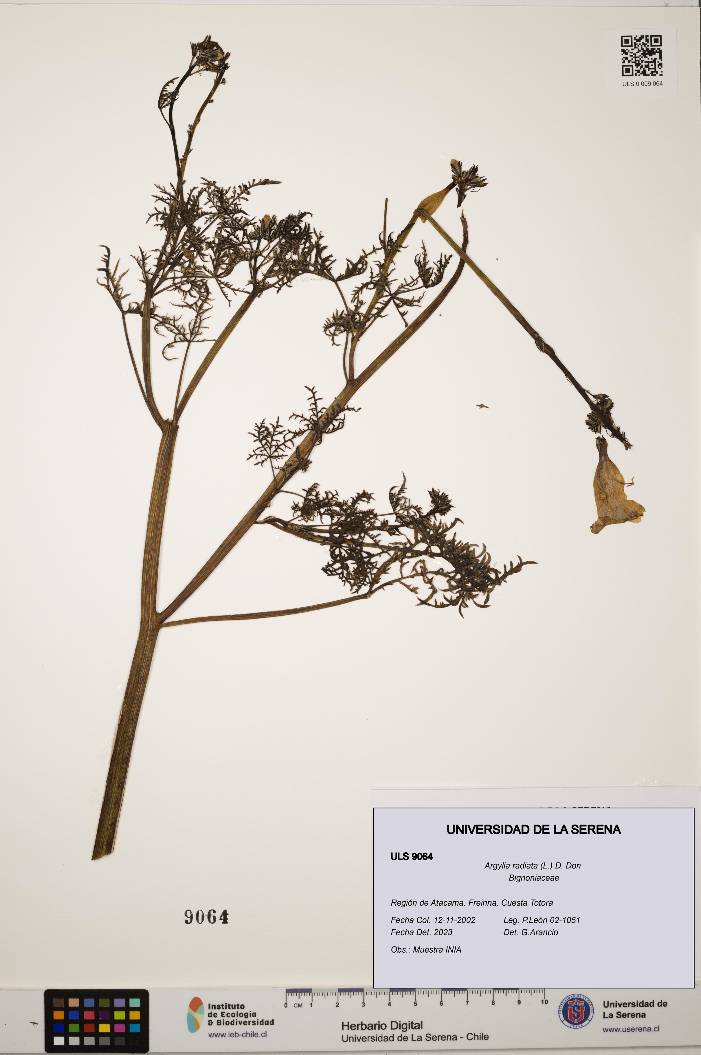 Argylia radiata [Espécimen: ULS:ULS:0009064]
